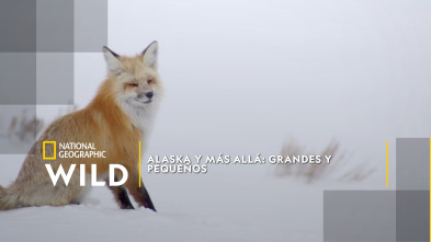 Alaska y más allá: grandes y pequeños