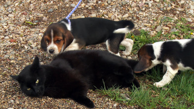 El increíble doctor Pol: El Beagle ha tomado tierra