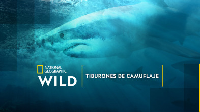 Tiburones de camuflaje