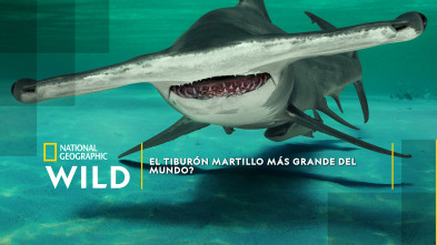 ¿El tiburón martillo más grande del mundo?