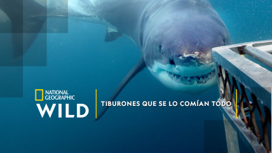 Imagen de Tiburones que se lo comían todo - 2