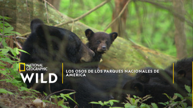 Imagen de Los Osos de los Parques Nacionales de America - 2