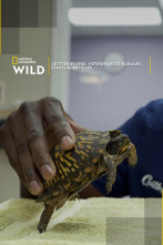 Imagen de Critter fixers: Veterinarios rurales, especial reptiles - 1