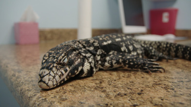 Imagen de Critter fixers: Veterinarios rurales, especial reptiles - 3