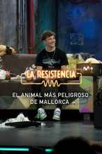 Imagen de Lo + de las... (T6): El animal más peligroso de Mallorca - 8.11.22 - 1