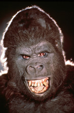 Imagen de King Kong - 8