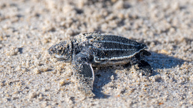 La magia de Animal...: ¡Hasta luego, tortuga!