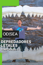 Depredadores letales: Tiburones