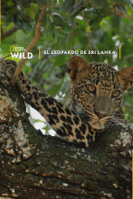 Imagen de El Leopardo de Sri Lanka - 1