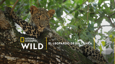 Imagen de El Leopardo de Sri Lanka - 2
