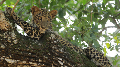 Imagen de El Leopardo de Sri Lanka - 3