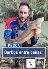 Imagen de Barbos entre cañas - 1