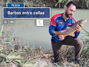 Imagen de Barbos entre cañas - 2