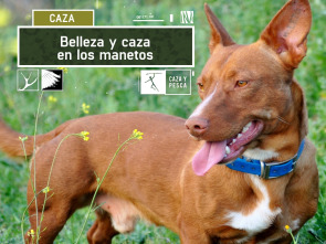 Imagen de Belleza y caza en los Manetos - 2