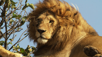 Serengueti: Dominio