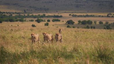 Serengueti: Dominio