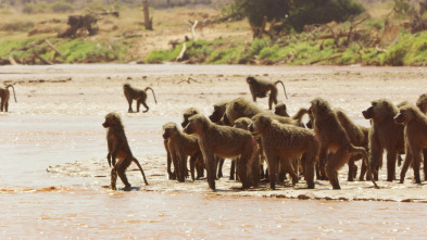 Serengueti: Presión