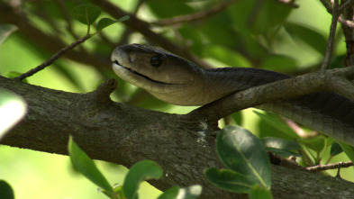 Serpientes de leyenda: Mambas