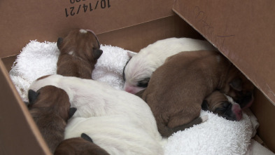 Imagen de El increíble doctor Pol: Cachorros a raudales - 1