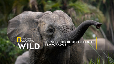 Imagen de Los secretos de los elefantes: Asia - 2