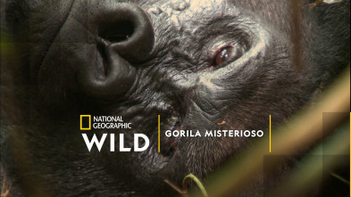 Imagen de Gorila misterioso - 2