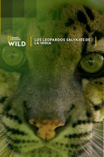 Imagen de Los leopardos salvajes de la India - 1