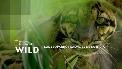 Imagen de Los leopardos salvajes de la India - 2