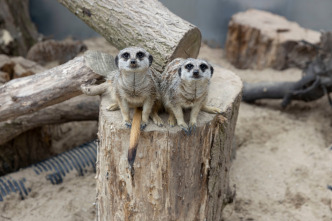 Imagen de One Zoo Three: Movimientos felinos - 1