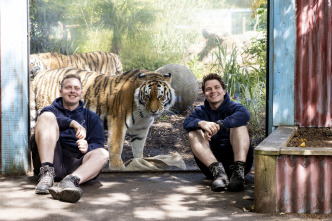 Imagen de One Zoo Three: Movimientos felinos - 5