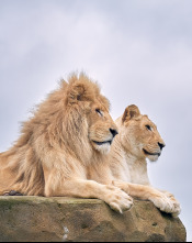 Imagen de One Zoo Three: Parejas perfectas - 1