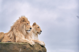 Imagen de One Zoo Three: Parejas perfectas - 2