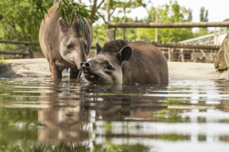 One Zoo Three: Día de práctica