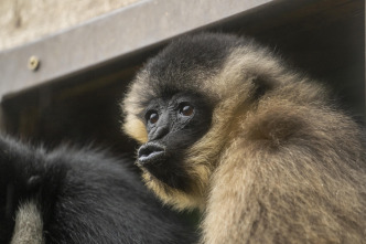 Imagen de One Zoo Three: Leyendas del zoo - 4