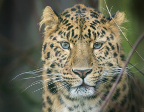 Imagen de One Zoo Three: Animales alfa - 1