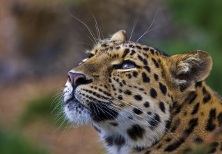 Imagen de One Zoo Three: Animales alfa - 2