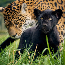 Imagen de One Zoo Three: Madrazas - 5