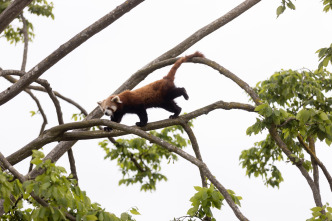 Imagen de One Zoo Three: Madrazas - 6