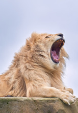 Imagen de One Zoo Three: Zoo europeo - 1