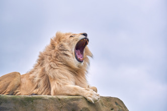 Imagen de One Zoo Three: Zoo europeo - 2