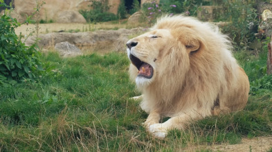 Imagen de One Zoo Three: Zoo europeo - 6