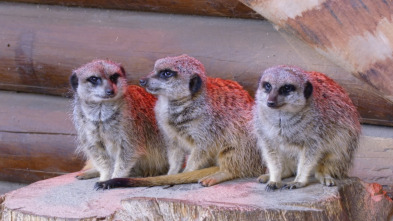 Imagen de One Zoo Three: Zoo europeo - 7