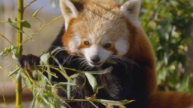 Imagen de One Zoo Three: Las superestrellas del zoo - 3