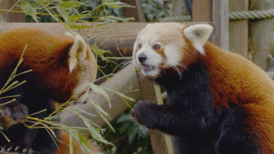 Imagen de One Zoo Three: Las superestrellas del zoo - 4