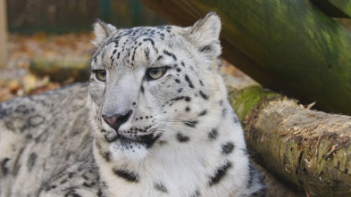 Imagen de One Zoo Three: Las superestrellas del zoo - 5