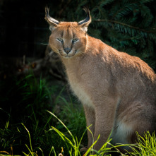 Imagen de One Zoo Three: Legados familiares - 4