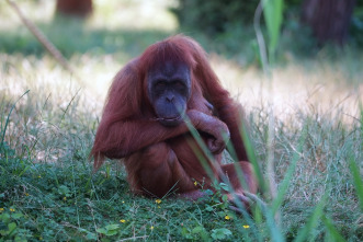 Imagen de One Zoo Three: En buena forma - 7