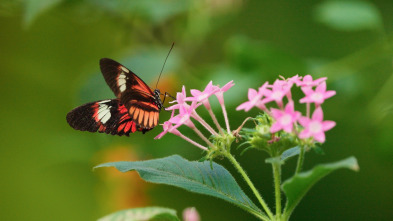 ELAleteo de las mariposas