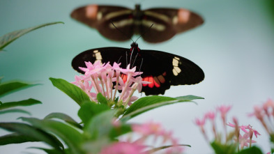 ELAleteo de las mariposas