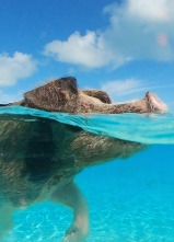 Imagen de Espiando en el océano: Pensamientos - 1