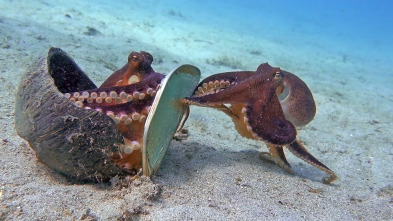 Imagen de Espiando en el océano: Pensamientos - 4